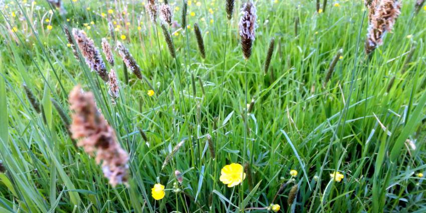 gras-zaden-hooikoorts-pollen