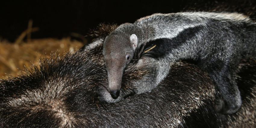 Grote miereneter geboren in Artis