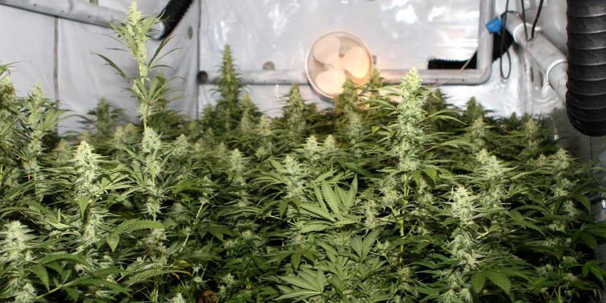 Vaak woningbranden door hennepkwekerijen