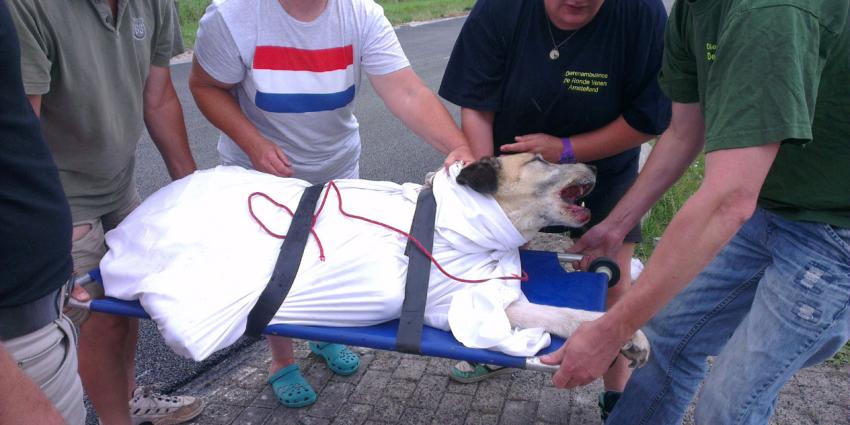 Hond breekt poot bij aanrijding op N201 bij Amstelhoek