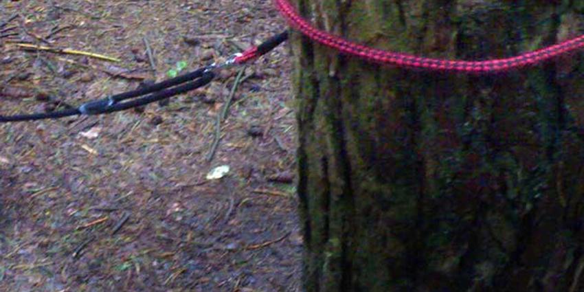 hond-boom-riem