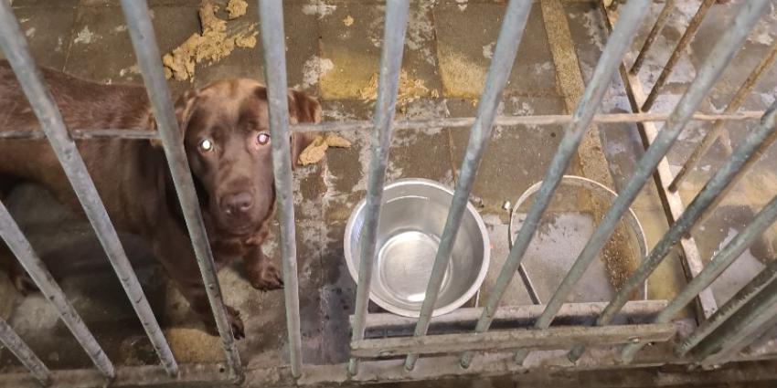 In beslag genomen hond