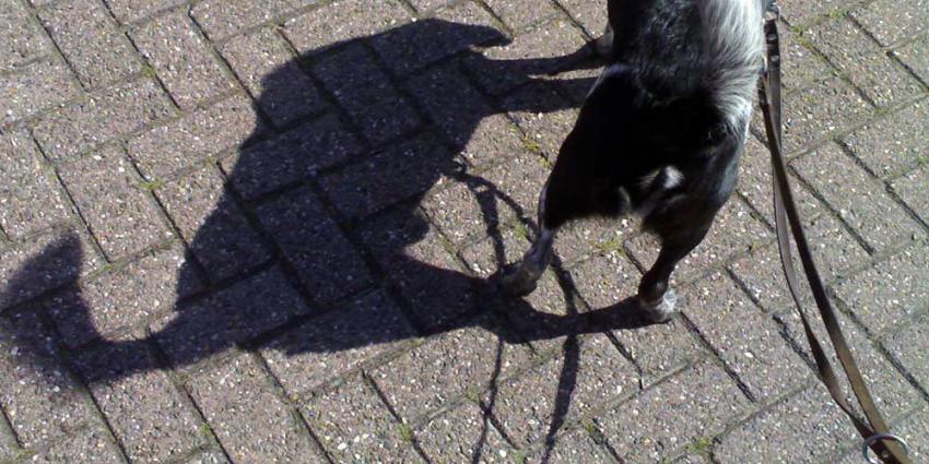 Plasje van hond loopt uit op zware mishandeling