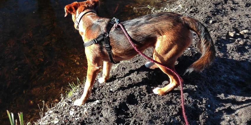 hond-tuigje-riem-sloot