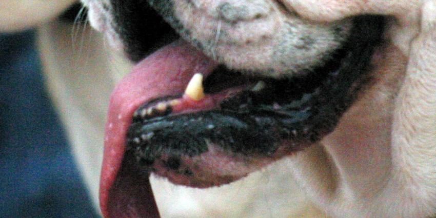 Kamer verbiedt import gekloonde dieren