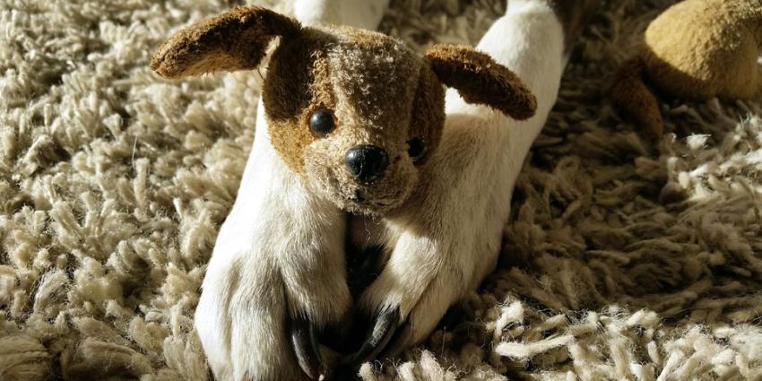 Ook dieren slachtoffer vuurwerk