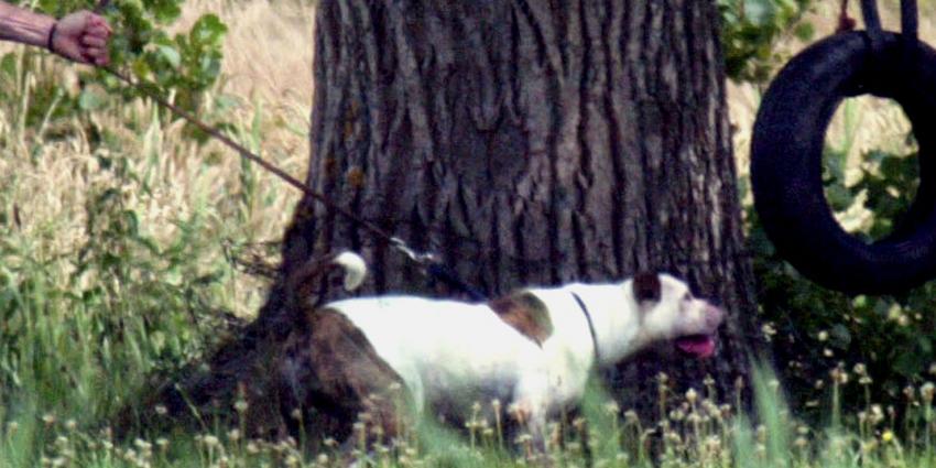 Politie schiet agressieve hond dood bij dorpsfeest 