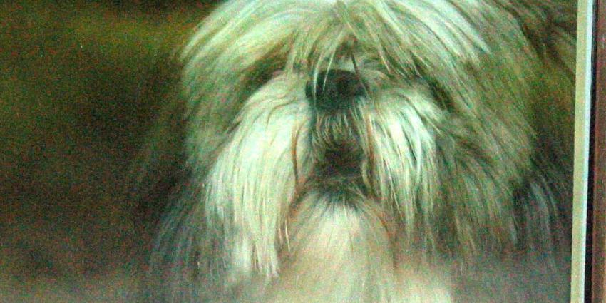 Fokken voor beter welzijn bij kortsnuitige hondenrassen