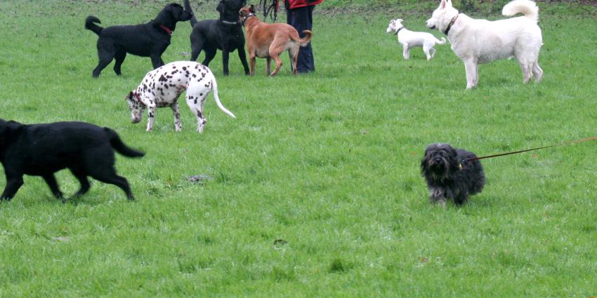 Loslopende hond door andere hondenbezitter doodgestoken