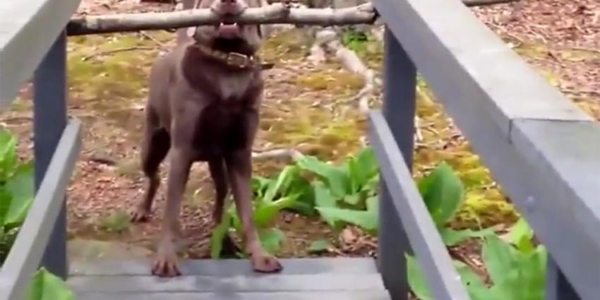 Slimme hond komt met grote tak toch over de brug