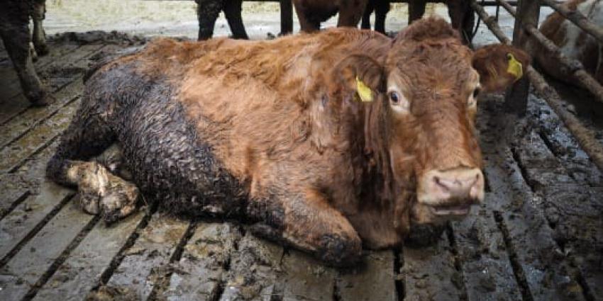 Onderzoek onthult misstanden bij Iers rundvee