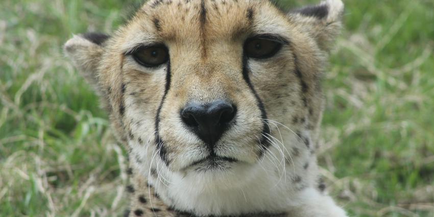 Jachtluipaarden besluipen gezin dat uit auto stapt