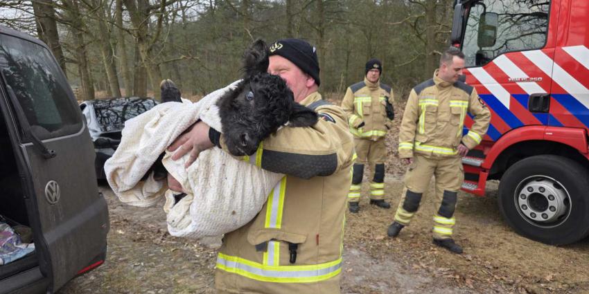 kalf-wildrooster-brandweer