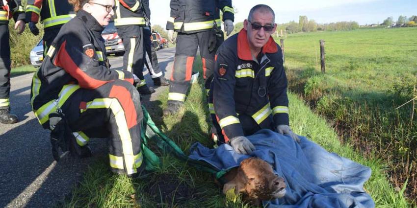 Brandweer redt kalf uit sloot