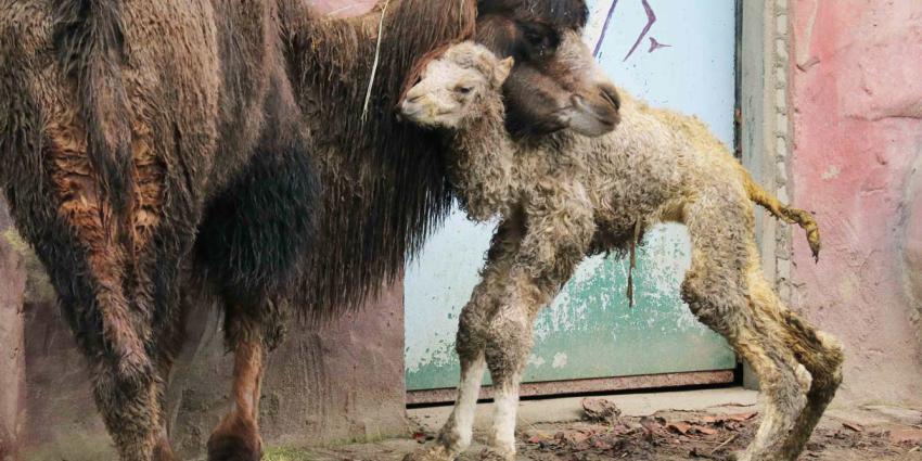 Kameeltje geboren in DierenPark Amersfoort