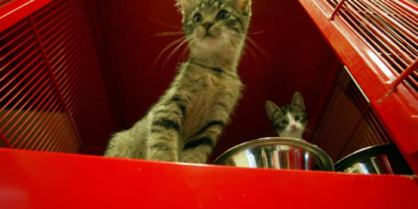 Dierenasiels steeds vaker dumpplek