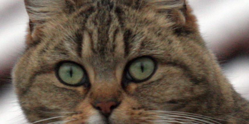 Arrestatie met geweld om kat van buren