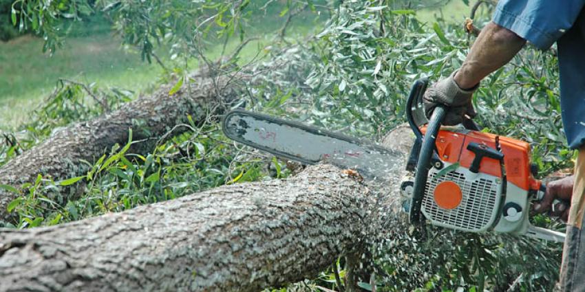2500 fruitbomen omgezaagd door vandaal