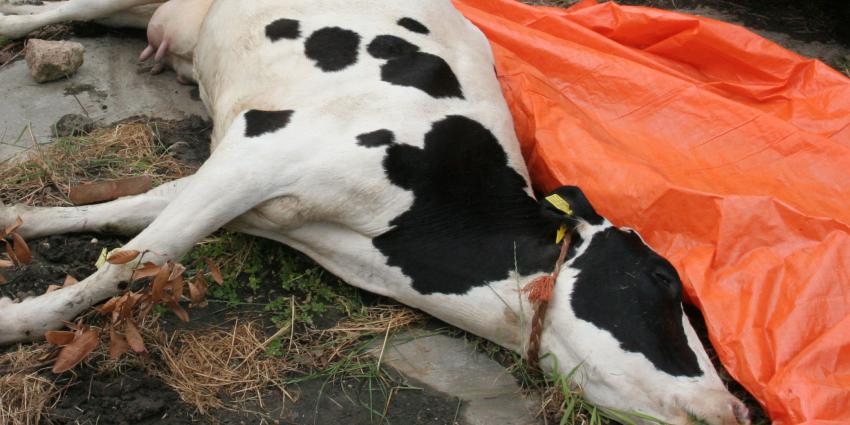 Veewagen met 300 kalfjes kantelt op A16, tientallen kalfjes dood 