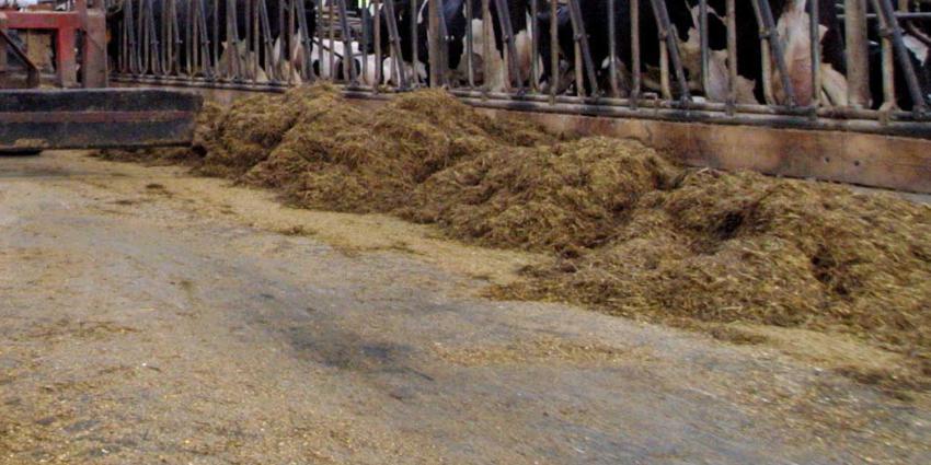 koeien-stal-voeren