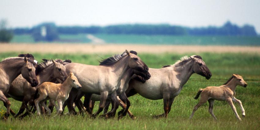 Konikpaarden