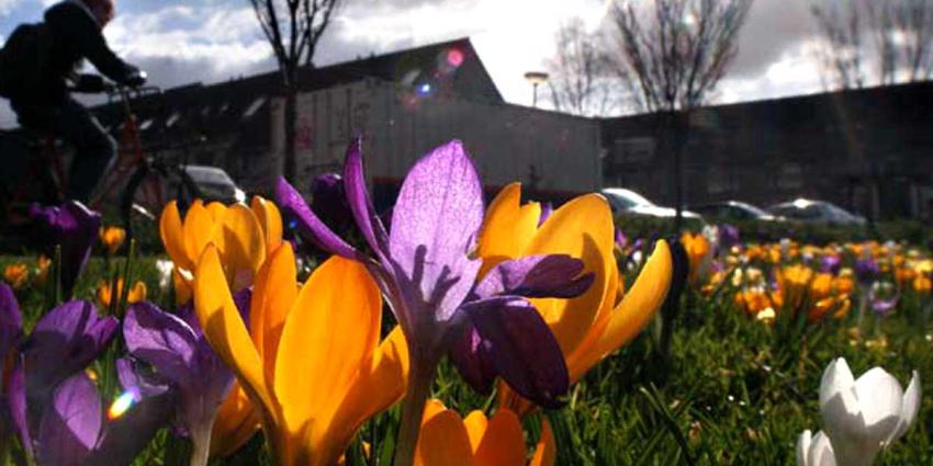 krokus-lente-zon-fietser-sporten