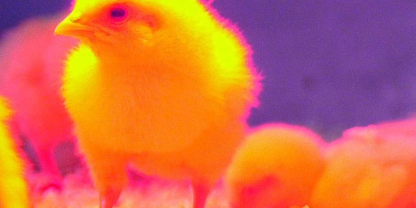 foto van kuiken | fbf archief