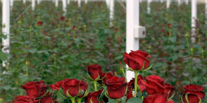 Vier bloemenkwekerijen van coöperatie FloraHolland platgebrand en vernield