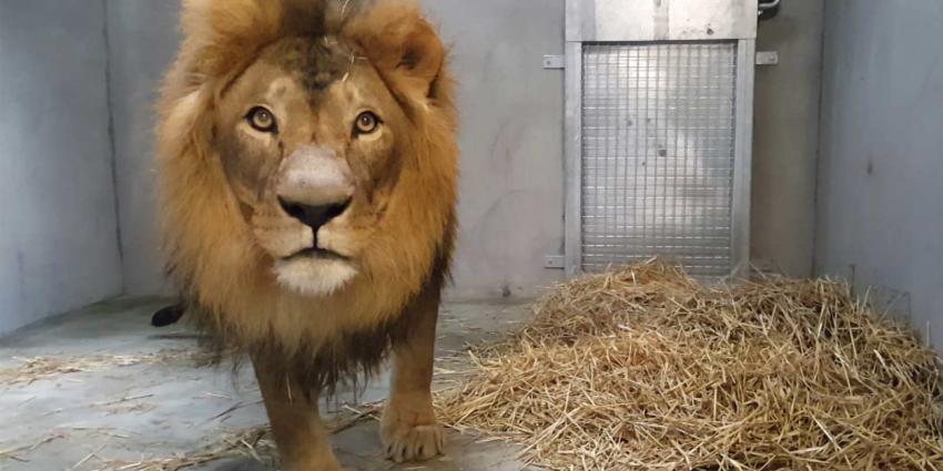 Imposante mannetjes leeuw Dukat aangekomen in DierenPark Amersfoort