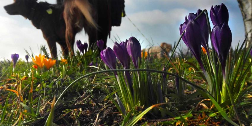 lente-krokus-hond-zon-temperatuur