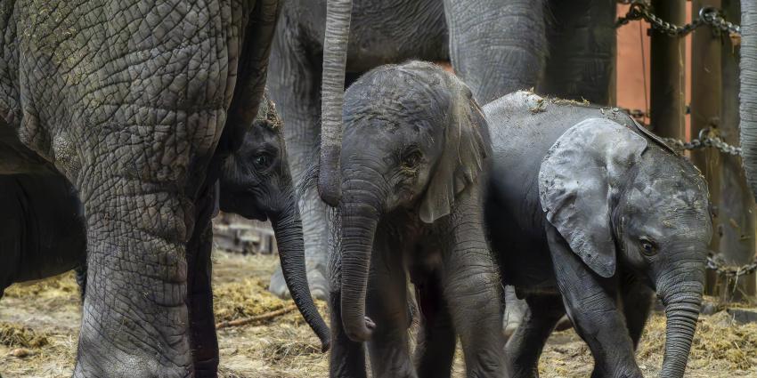 Mosi, Tendai en Ajabu (van links naar rechts)