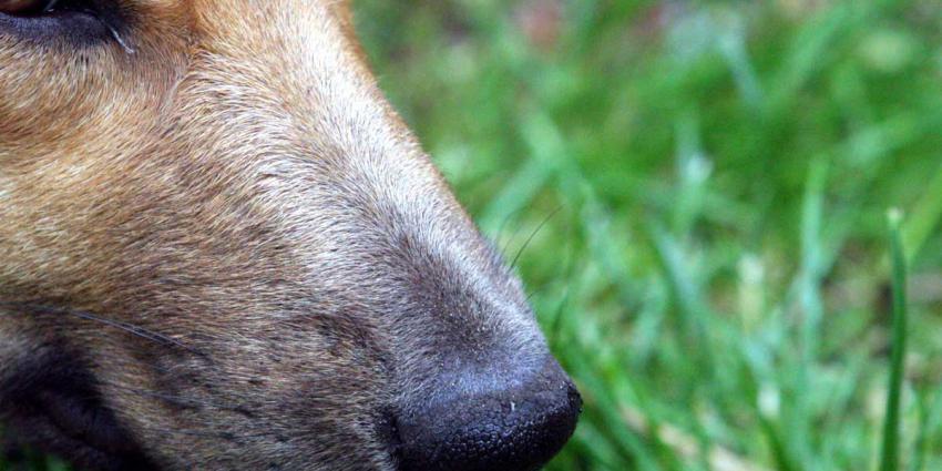 neus-speur-hond