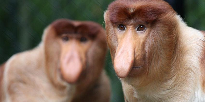 Weer neusaap overleden in Apenheul