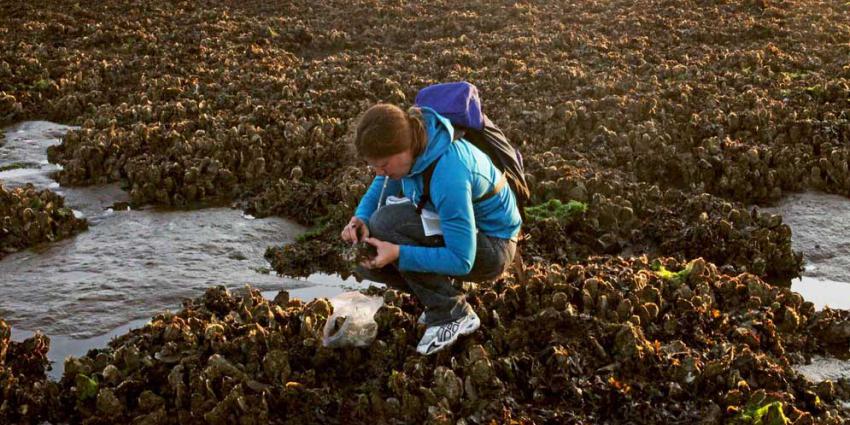 Platte oesters gevonden in de Waddenzee