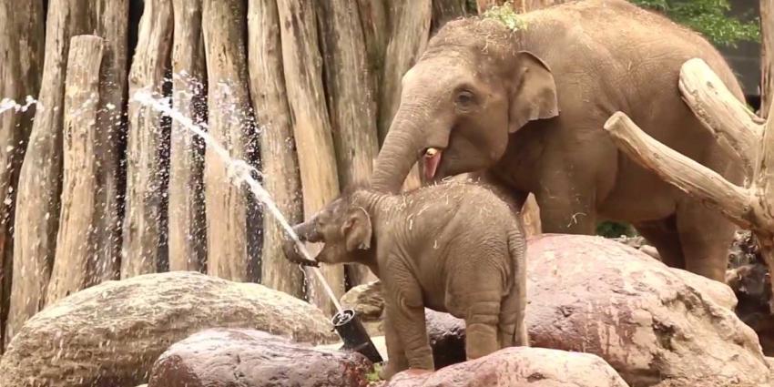 Olifantje Yunha blijkt echter 'waterrat'