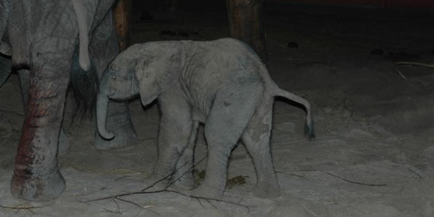 Iedereen wil Madiba en de ijsbeertjes zien in Safaripark Beekse Bergen