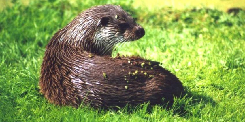 Aantal otters in Nederland blijft gestaag groeien