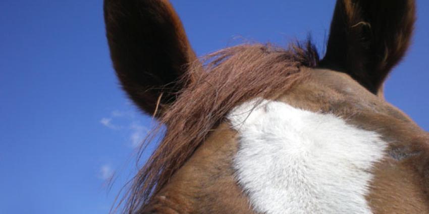 Politie zoekt getuigen mishandeling paard