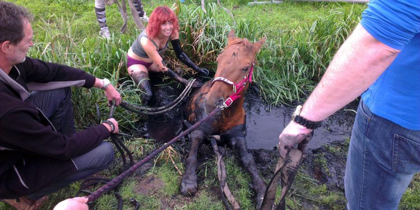 Paard in nood loopt uit op modderbad voor paardenliefhebster