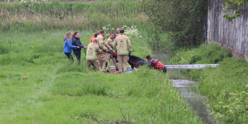 Paard te water in Schiedam