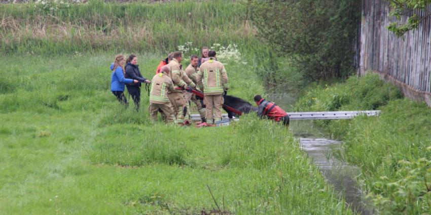 Paard te water in Schiedam