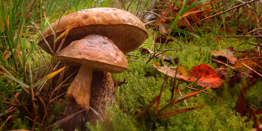 paddestoel-bos