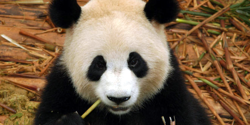 Reuze panda's op 30 mei naar buiten