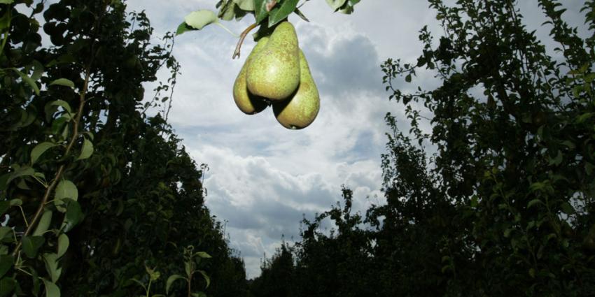 Inspectie start controles op bacterievuur