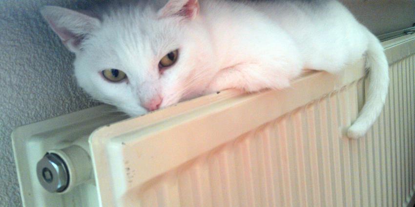 Poes op verwarming