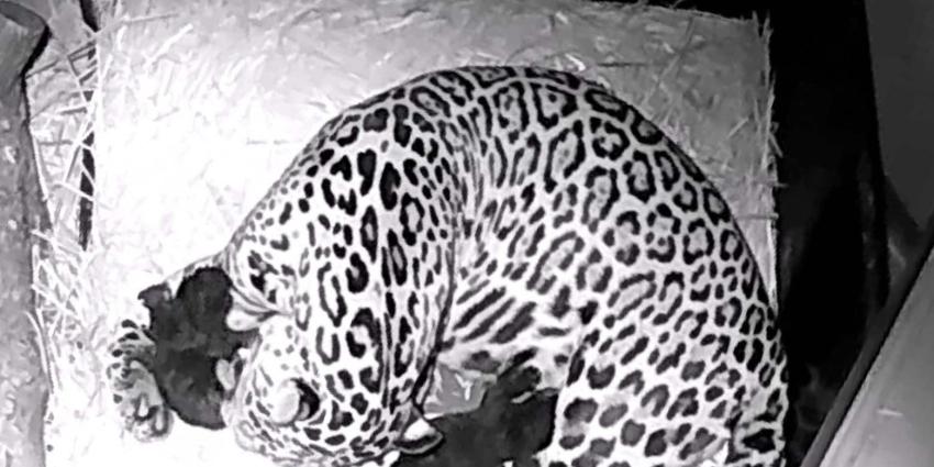 Gevlekte jaguar werpt twee zwarte welpen in ARTIS