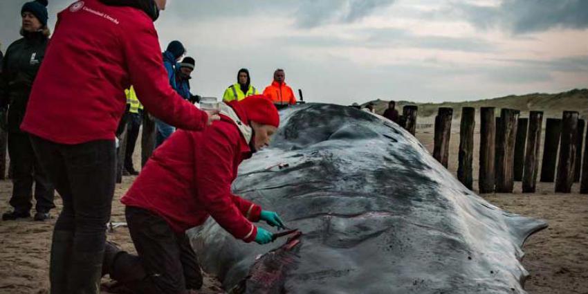 Aangespoelde potvis mogelijk overleden aan darminfectie