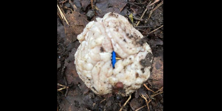 punaise-gehaktbal-hond-uitlaatplek