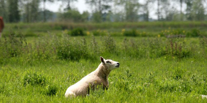 foto van schapen | fbf