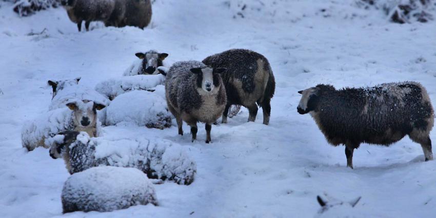 schapen-sneeuw-schemer-weiland